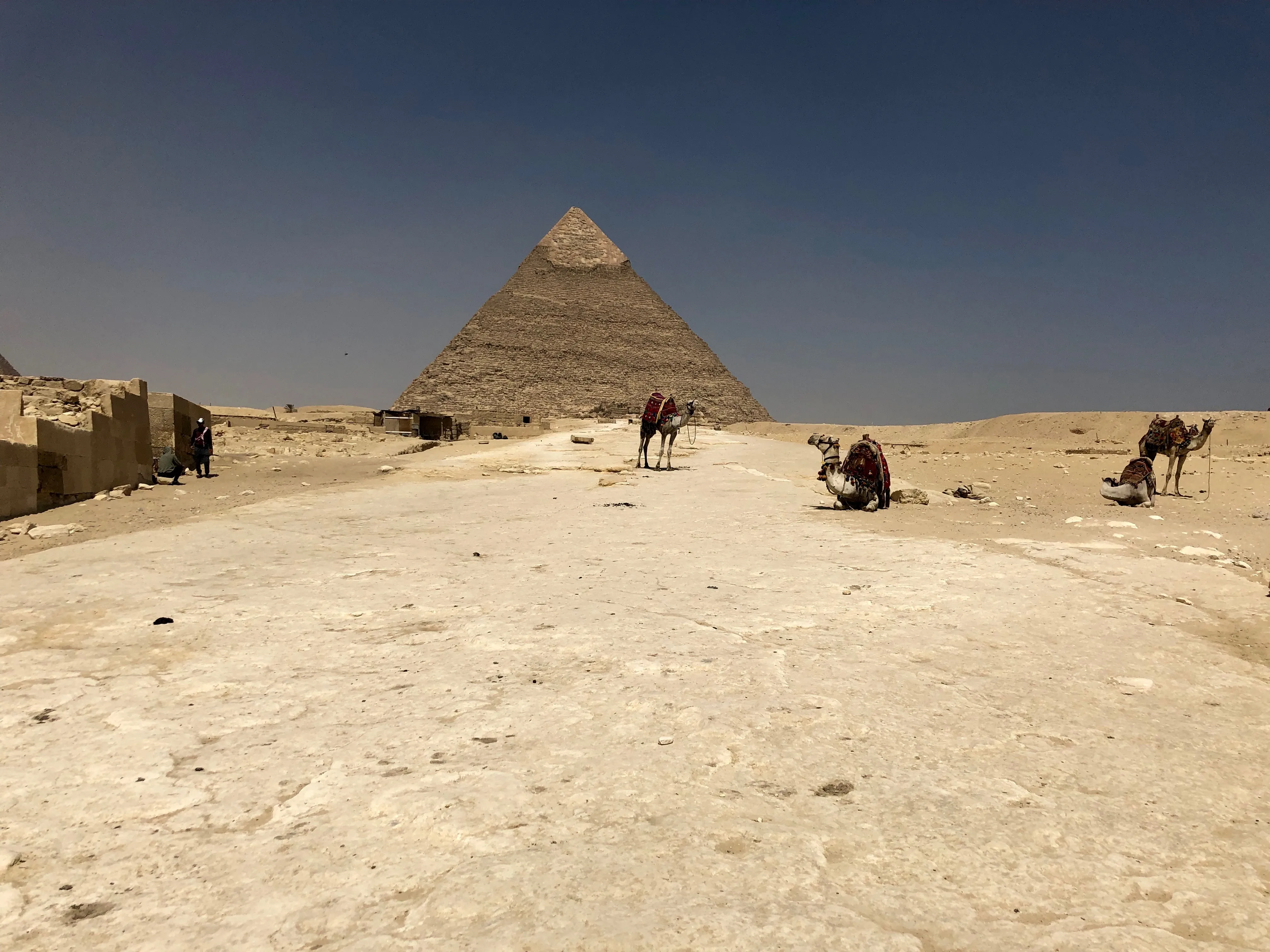 A pyramid at Giza rising over a pale desert path, with camels resting to the right.